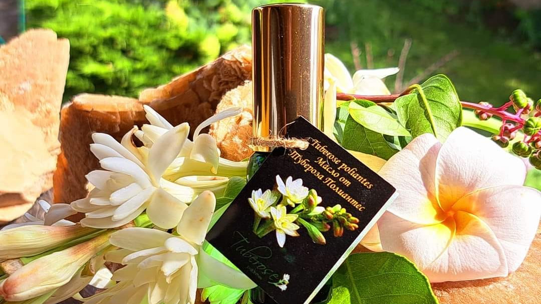 Tuberose Polianthes - origin, distribution and benefits