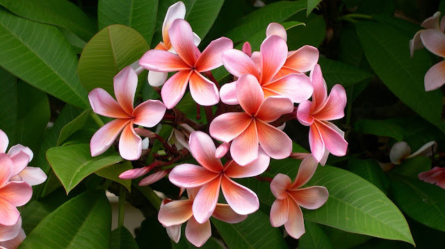 Frangipani in cosmetics and perfumery: Benefits and applications