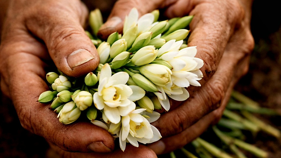 Tuberose Polyantes Growing Mistakes – How to Avoid Them | Tuberose