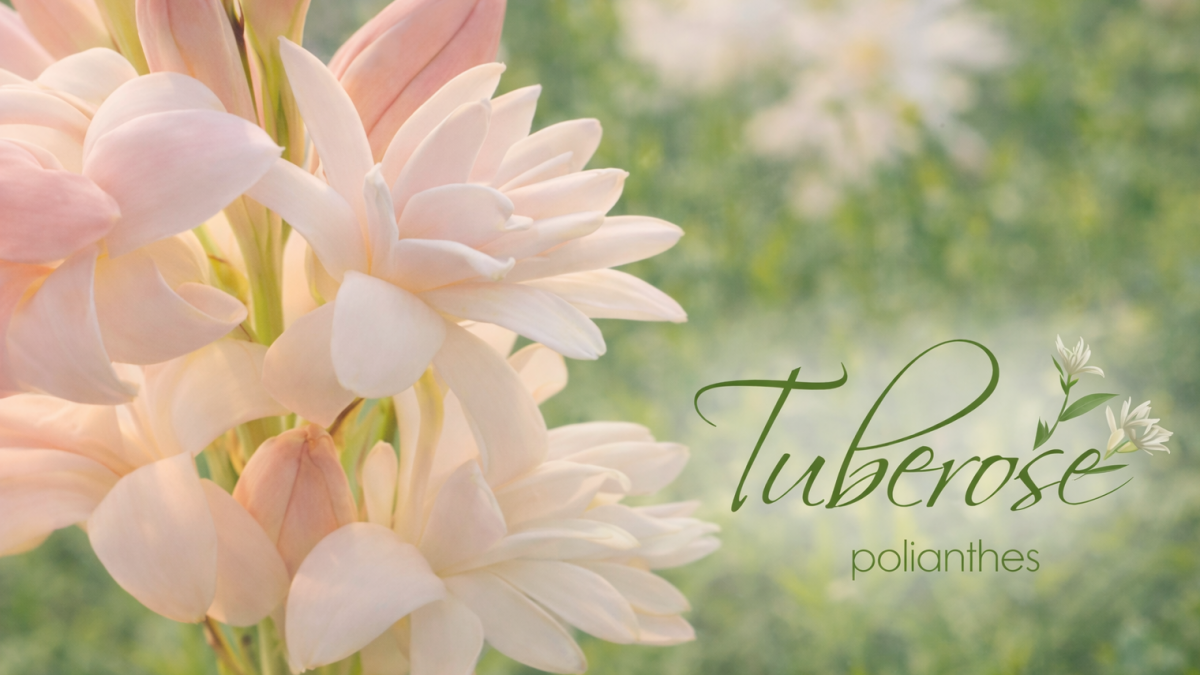 Тубероза – аромат, ползи, масло и грудки | Производител България