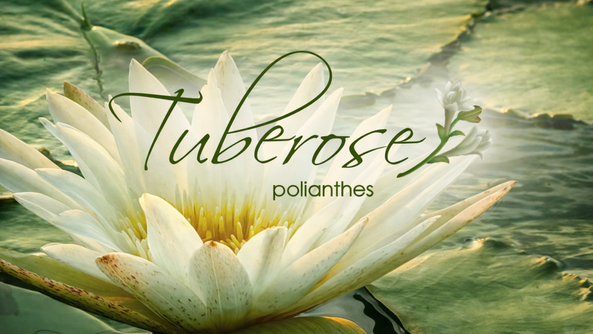 The lotus – a symbol of purity, balance and inner path | Tuberose