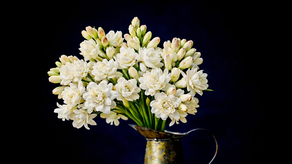 Tuberose Polyanthes –Polianthes tuberosa growing, care and the secrets of the Queen of the Night