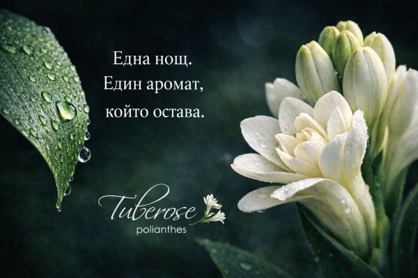 Грудки Полиантес Тубероза – 3 цвята с божествен аромат