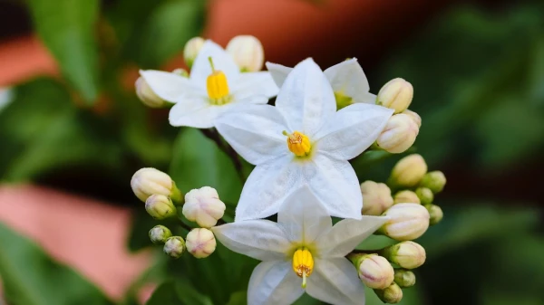 Jasmine - origin and useful properties