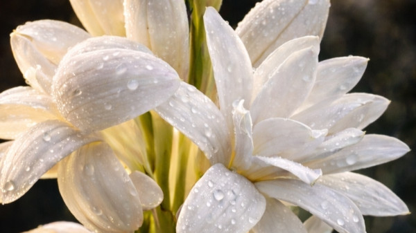 Грудки Тубероза (Луковици Тубероза) – Бяла, Розова и Жълта от Производител