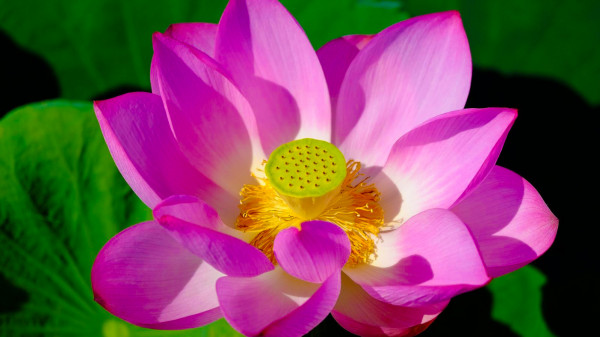 Discover the secrets of the Lotus plant: Natural skin care