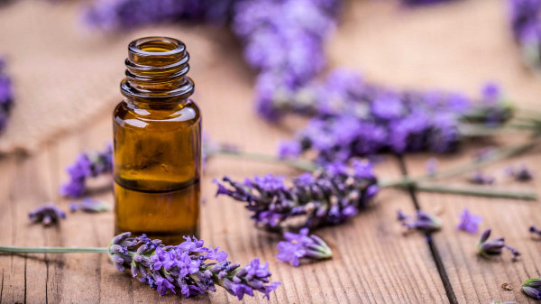 Lavender - The plant with numerous benefits