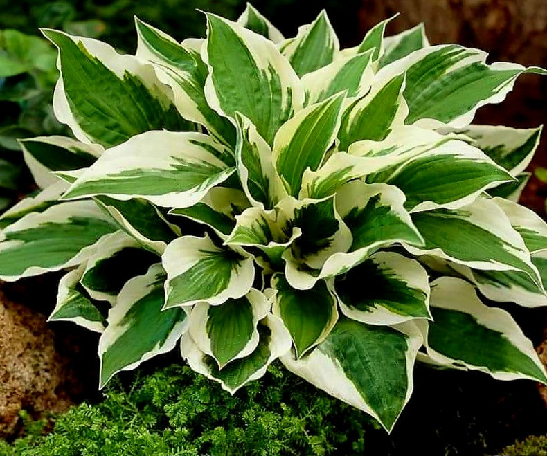 Hostas