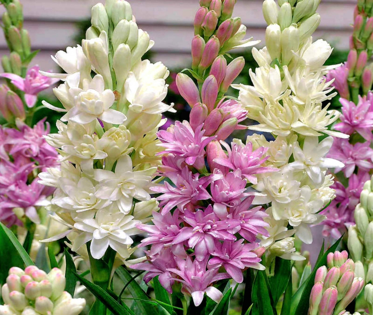 Tuberose Polianthes plant in a pot