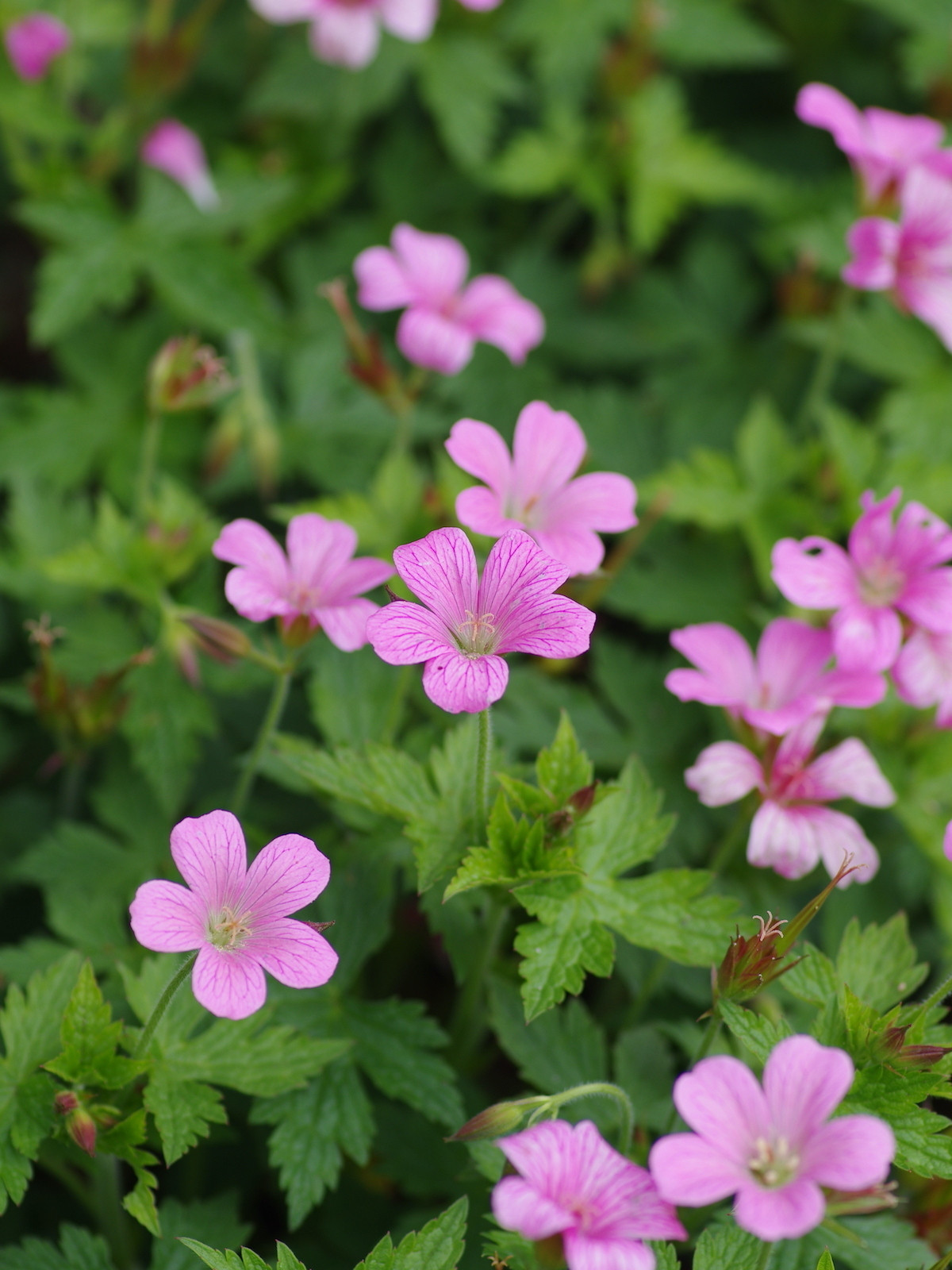 Geraniums