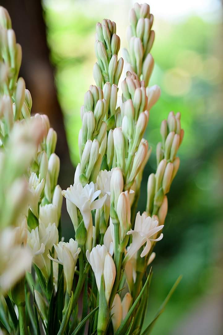 Tuberose bulbs