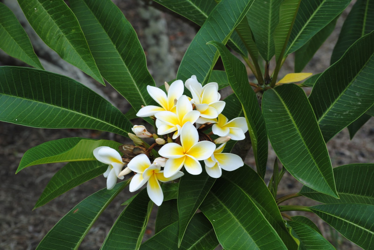 Frangipani plant