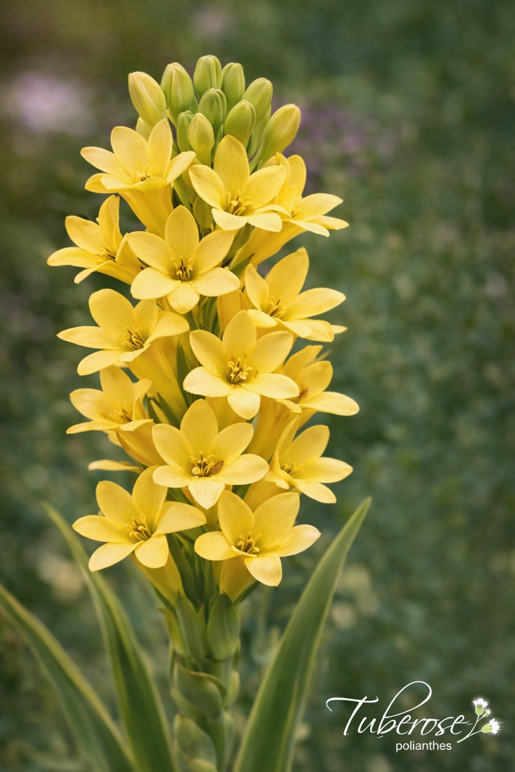 Tuberose bulbs