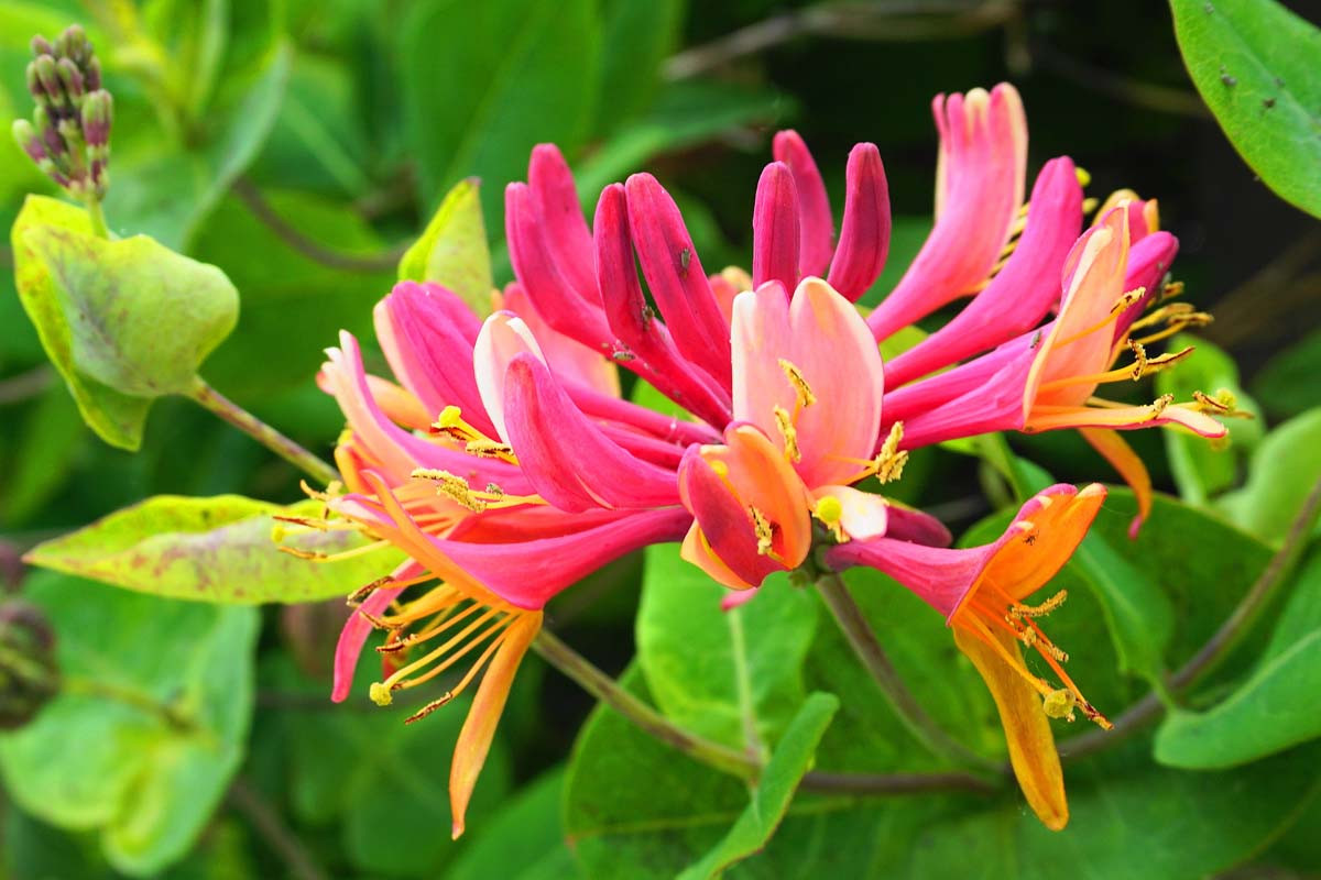 Honeysuckle