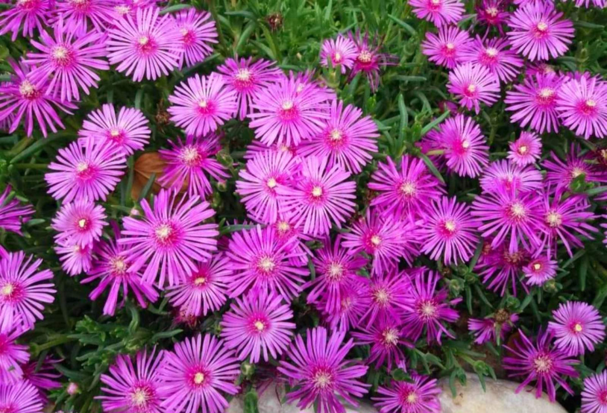 Delosperma