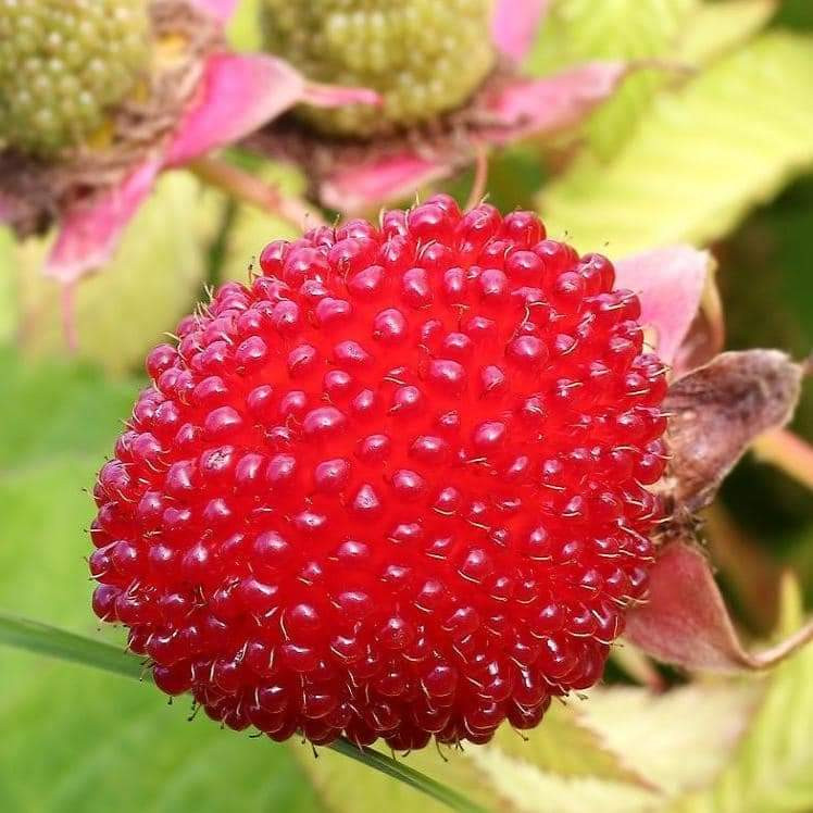 Tibetan raspberry