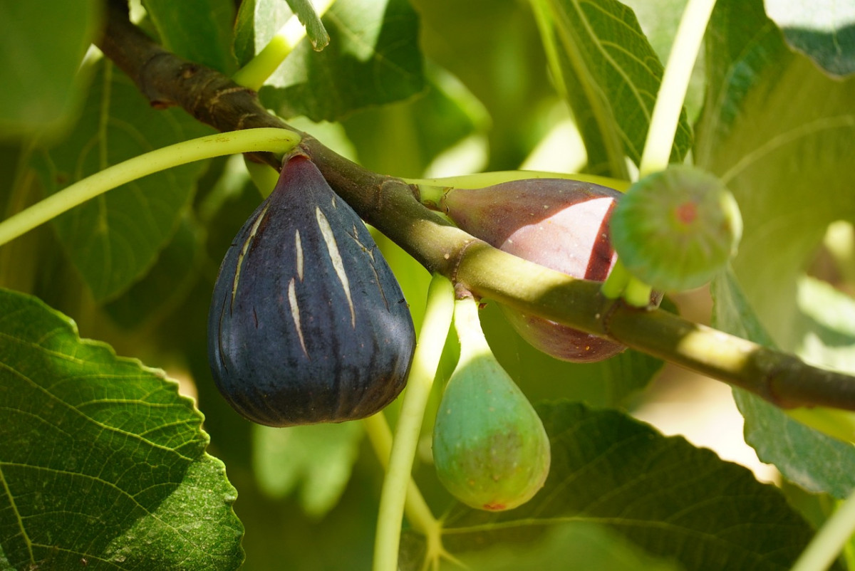 Fig