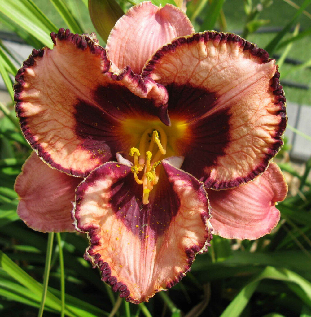 Hemerocallis