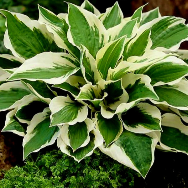 Hostas