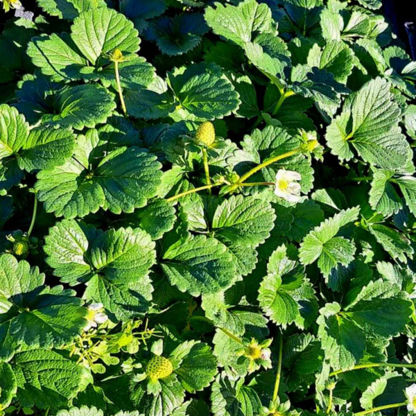 Florida Butti strawberries