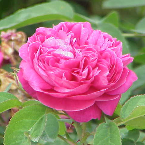 Rosa Damascena