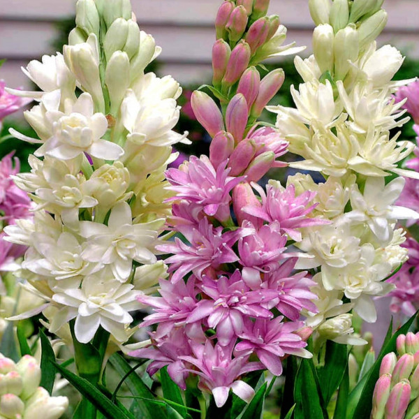 Tuberose Polianthes plant in a pot