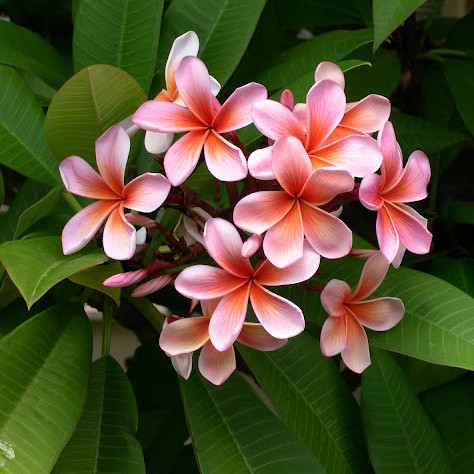 Frangipani plant