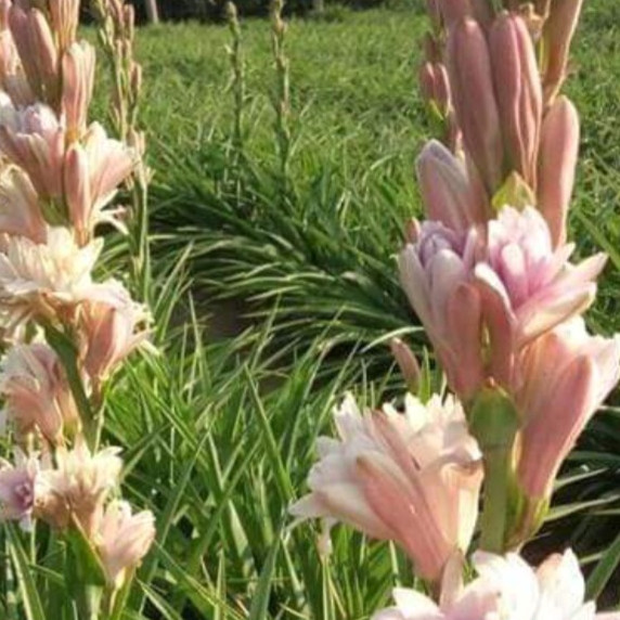 Tuberose Polianthes plant in a pot