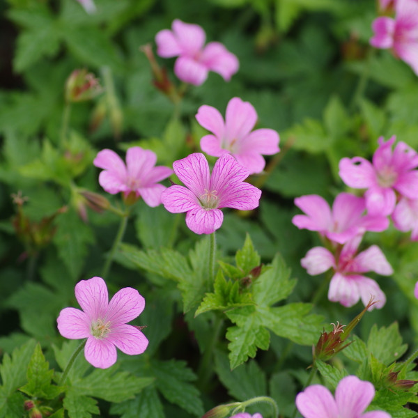 Geraniums