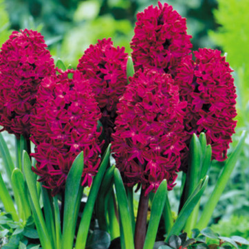 Hyacinth