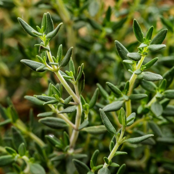 Thyme