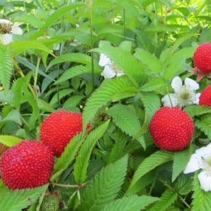 Tibetan raspberry