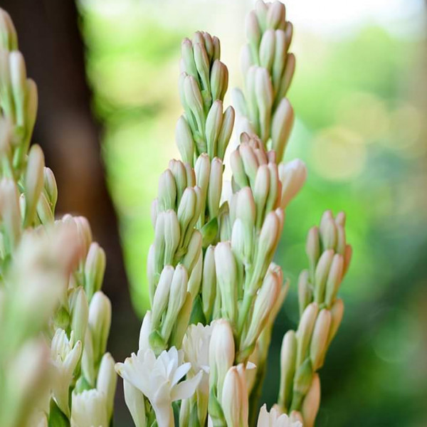 Tuberose bulbs