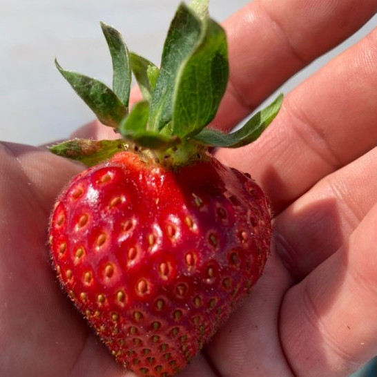 Florida Butti strawberries