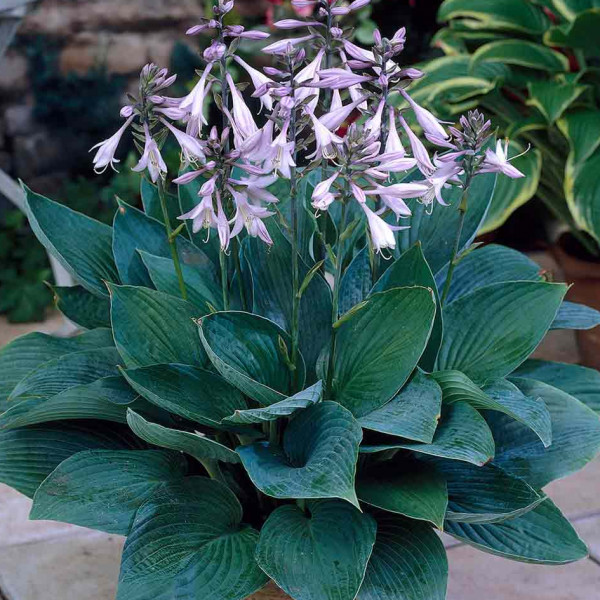 Hostas