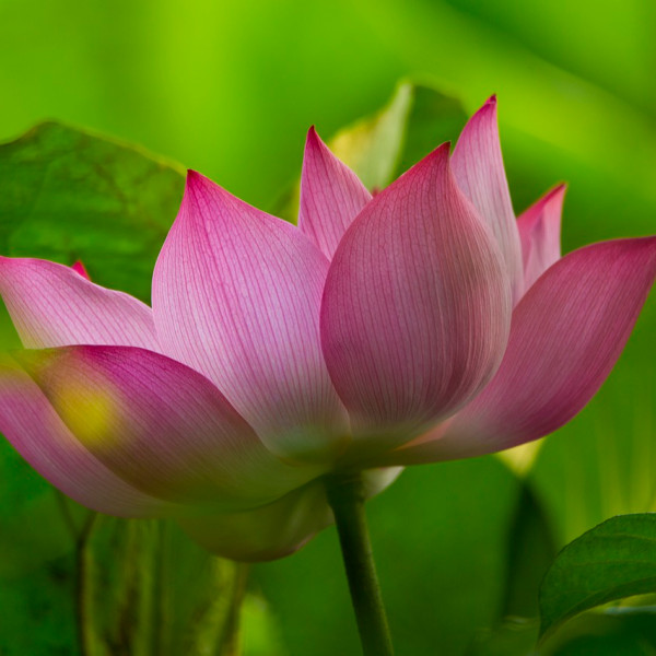 Cream with Pink Lotus