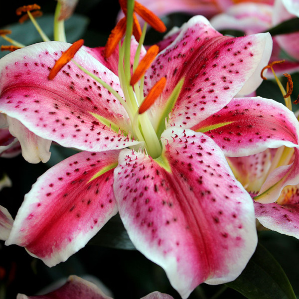 Lilium