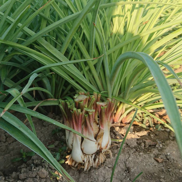 Tuberose bulbs