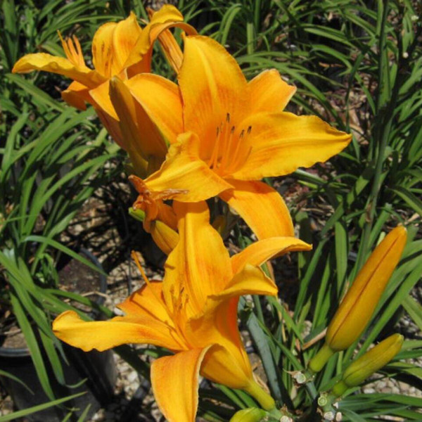 Hemerocallis