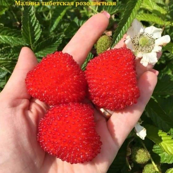 Tibetan raspberry