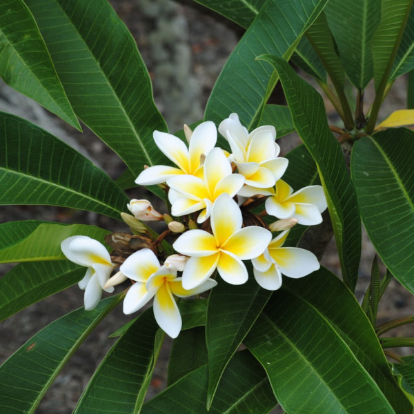 Frangipani plant