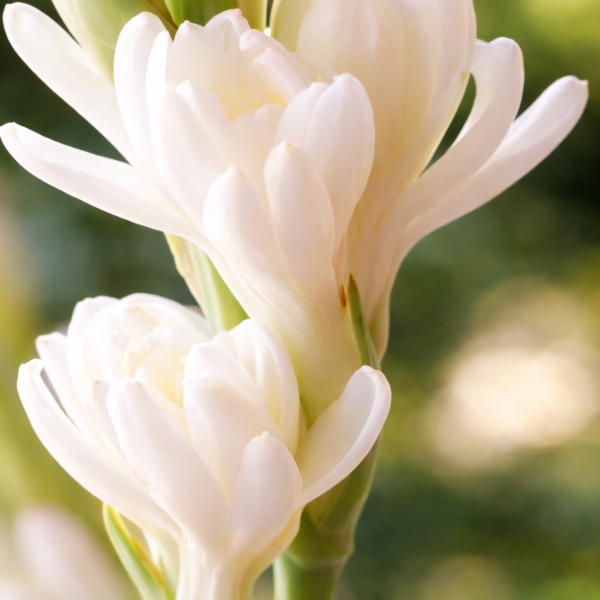 Tuberose bulbs