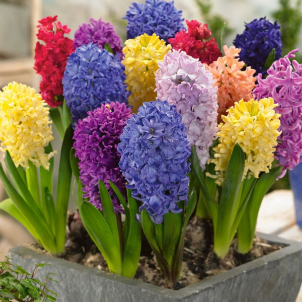 Hyacinth