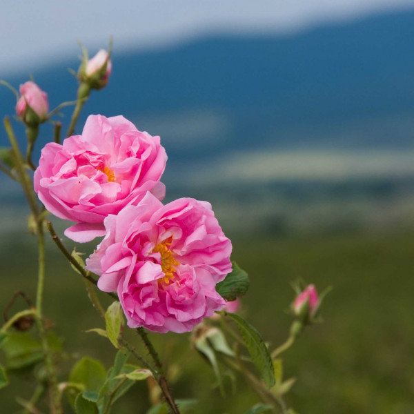 Rosa Damascena