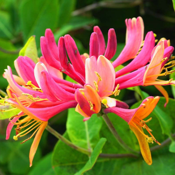 Honeysuckle