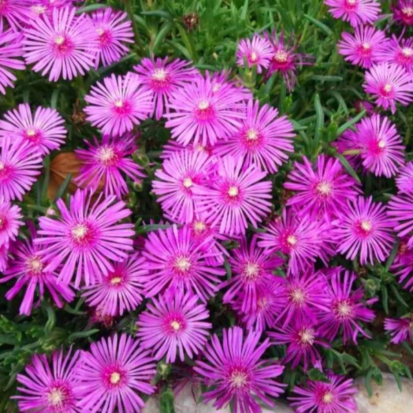 Delosperma