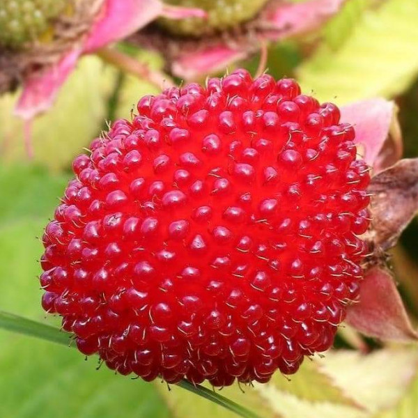 Tibetan raspberry