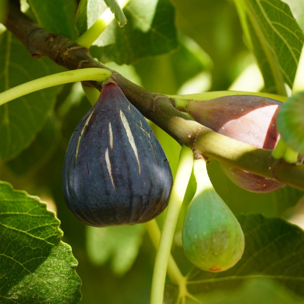 Fig