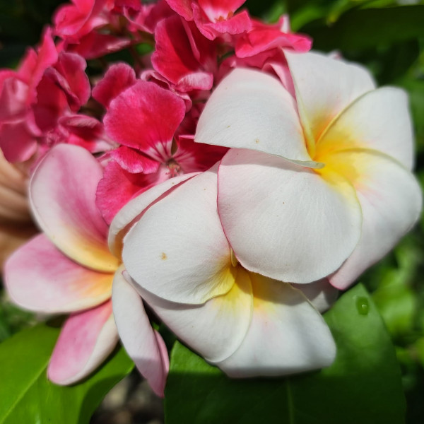 Frangipani plant