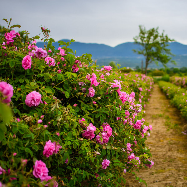 Rosa Damascena